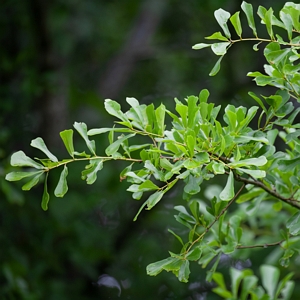 Water Oak Tree